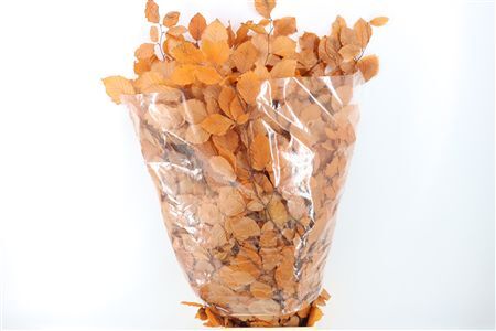 Pres Beuk Orange P Bunch