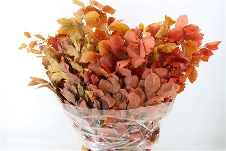 Pres Beuk Autumn P Bunch