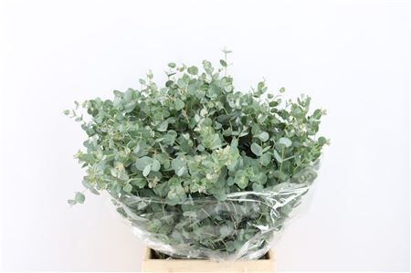 Euca Gunny Short 150gr P Bunch