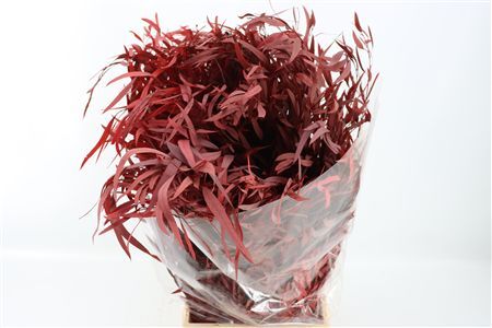 Pres Euca Nicoly Red 150gr Bunch