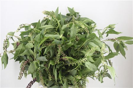 Carbouzijn Berry Ex P Bunch