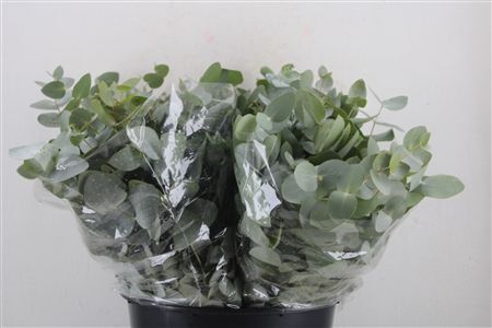 Euca Cinerea Short 150gr P Bunch