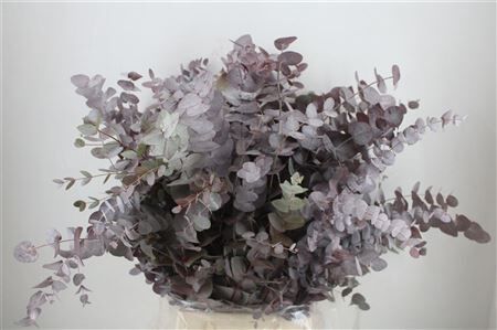 Euca Cinerea Red Abs P Bunch