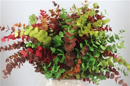 Euca Cinerea Harelquino Mix 200gr P Bunch