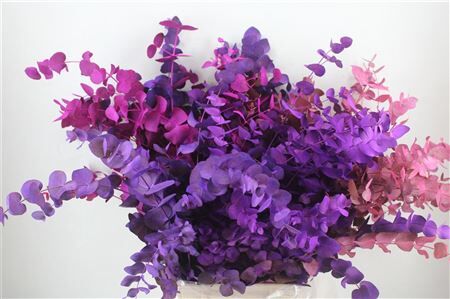 Euca Cinerea Mix Pink P Bunch