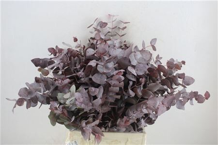 Euca Cinerea Short Red Abs 150gr P Bunch