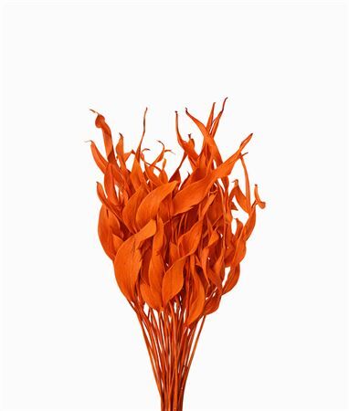 Dried Strelitziablad Orange P Stem