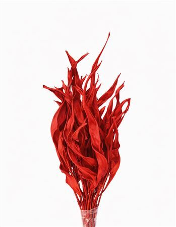 Dried Strelitziablad Red P Stem