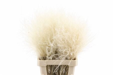 Dried Stypha Penata Natural(10 Toef) Bunch
