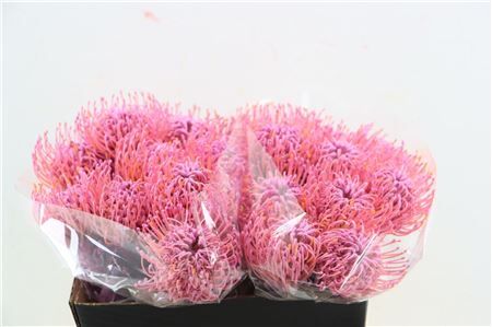 Leuco Klbh Baby Pink