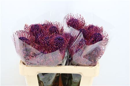 Leuco Klbh Dark Lilac