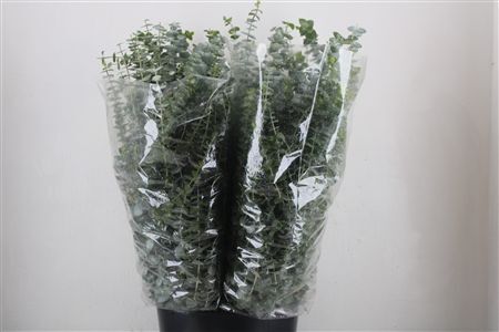 Euca Baby Blue 200gr P Bunch
