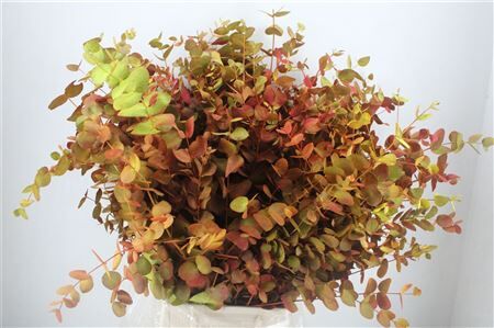Euca Cinerea De Luxe 200gr P Bunch