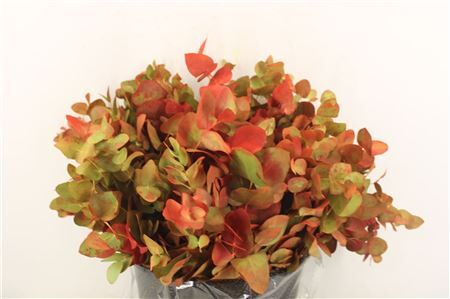Euca Cinerea De Luxe Short 150gr P Bunch