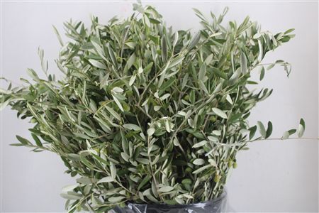 Olijf 400gr P Bunch