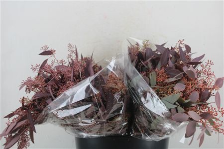 Euca Populus Berry Short Abs Red 150g Pbs
