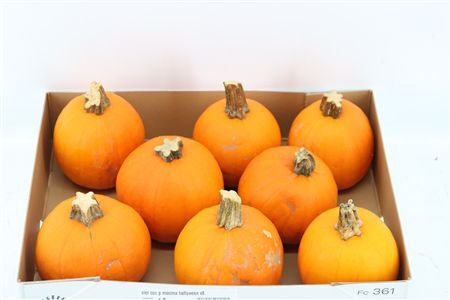 Sier Cuc P Maxima Halloween X8