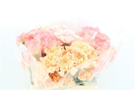 Di St Mix Minami