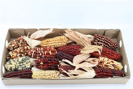 Zea Mays Extra Mix
