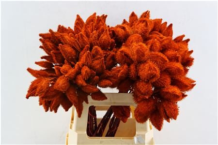 Bixa Painted Oranje