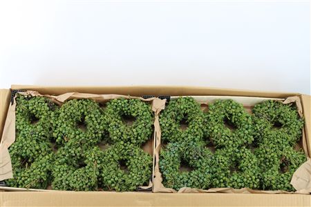 Wr Sierfruit Juniperus Mini 12cm