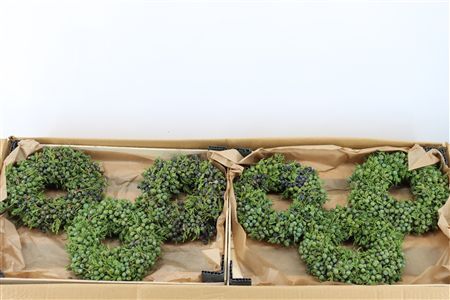 Wr Sierfruit Juniperus Green 18 Cm