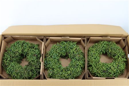 Wr Sierfruit Juniperus 30cm Green
