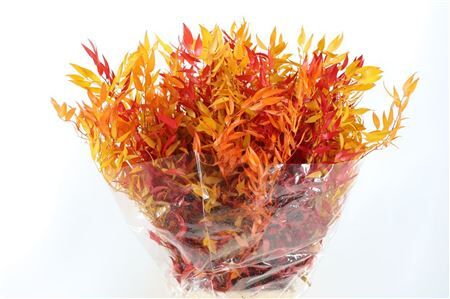 Pres Ruscus Herfst P Bunch