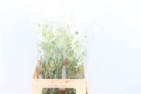 Actinotus Helianthi White 2 Fl