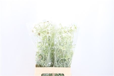 Actinotus Helianthi White 3 Fl