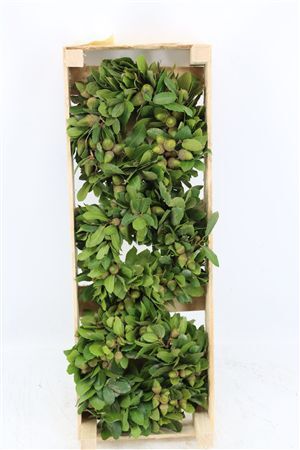 Wr Steeneik 20cm