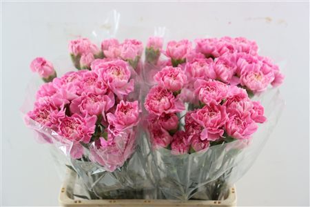 Di St Cl Feminine Minami
