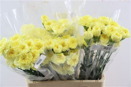 Di St Cl Lemon Minami
