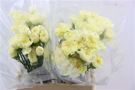 Di St Cl Poly Minami