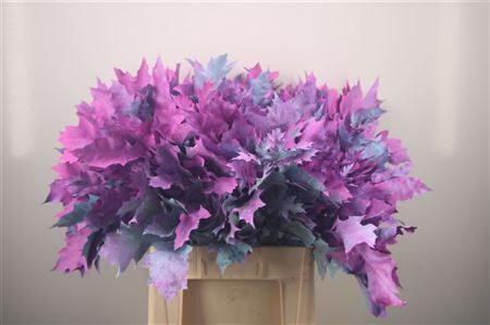 Quercus Rubra Fr Mermaid Spray