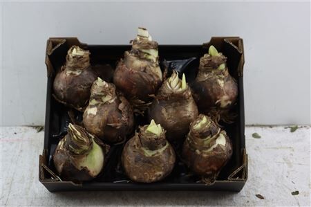 Hipp Bulb With Roots