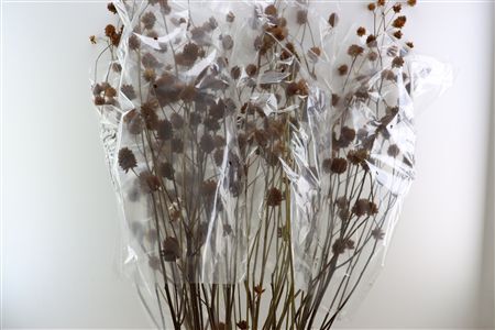 Glycyrrhiza Y Zoethout 225cm P Stem