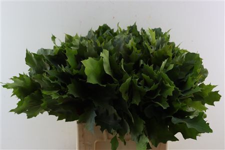 Quercus Rubra