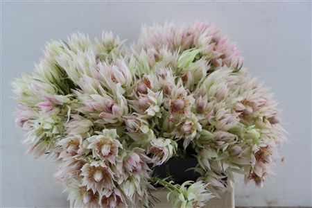 Blushing Bride - Superb Blush 2-3