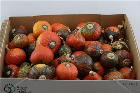 Sier Cuc P Hokkaido X40