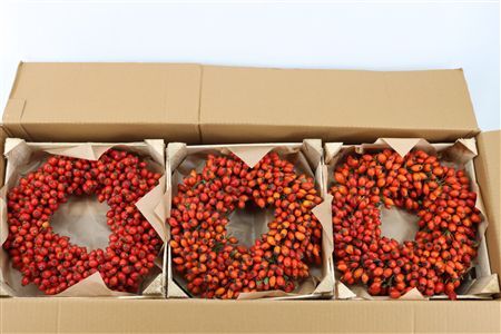 Wr Sierfruit Rosehip 30cm
