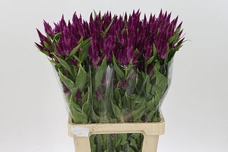 Cel A Celway Purple