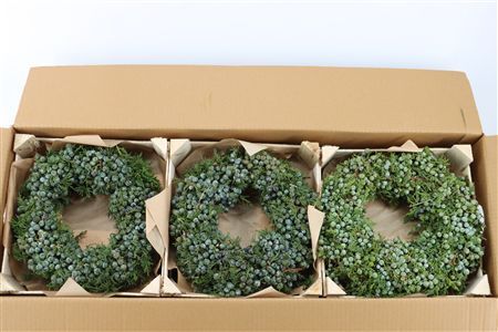 Wr Sierfruit Juniperus Blue 30cm