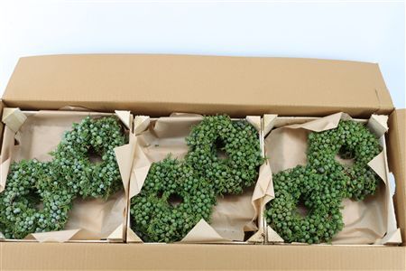Wr Sierfruit Juniperus Blue 20cm