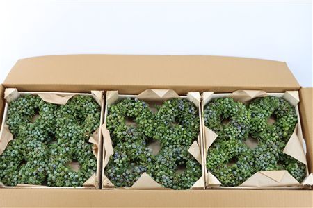 Wr Sierfruit Juniperus Blue 12cm