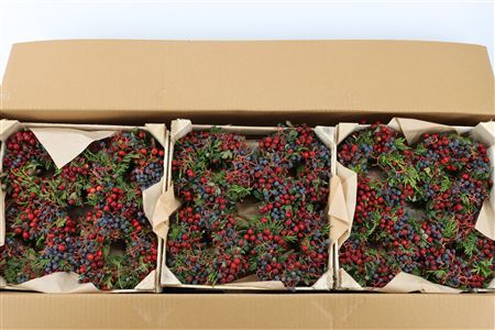 Wr Sierfruit Juni Ampe Cornus 12cm