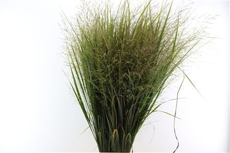 Siergras Panicum Vi Northwind