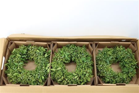 Wr Juniperus Green Special 30cm
