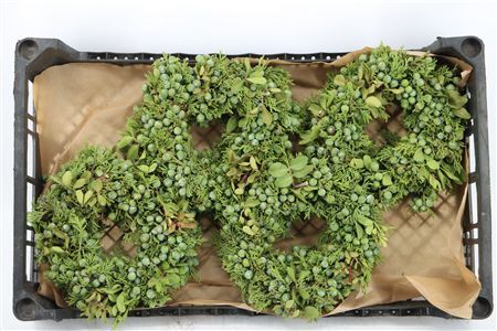 Wr Juniperus Green Special 20cm