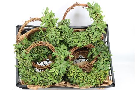 Wr Juniperus Green Special Hoop 30cm